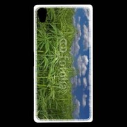 Coque Sony Xperia Z5 Premium Champs de cannabis